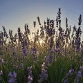 Lavender Jasmine