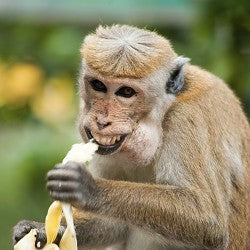 Monkey Farts (Scented Beads)